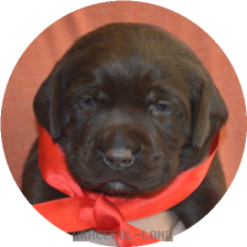 女の子(レッド母犬グラス)